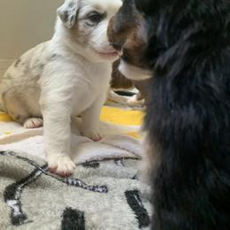 Australian Shepherd Puppies from Sunshine State Australian Shepherds