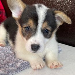 Pembroke Welsh Corgis from Roger Rosa Kennel