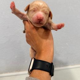 Primrose - Cream female Goldendoodle puppy in Dallas County, Texas from Dream A Little Doodle