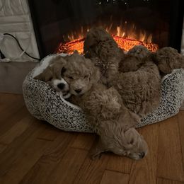 Assorted Doodle Crosses, Aussiedoodle, Bernedoodle, Goldendoodle, and Sheepadoodle Puppies from Happy Top Doodles
