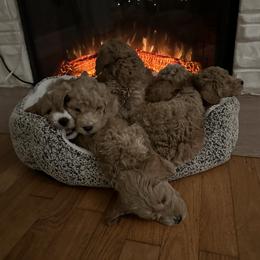 Assorted Doodle Crosses, Aussiedoodle, Bernedoodle, Goldendoodle, and Sheepadoodle Puppies from Happy Top Doodles