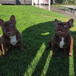 French Bulldog puppies from Golden Star Frenchies