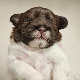 Bark Vader - Brindle and white male Cavatzu puppy in West Valley City, Utah from Pulley Puppies
