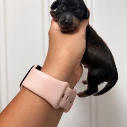 Male Two - Dapple male Dachshund puppy in Blackstone, Virginia from Cheyenne's Dachshunds