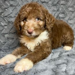 Girl 2 - Red female Aussiedoodle puppy in Alabama from SBA Aussies