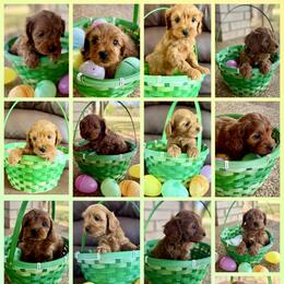 Cavapoo puppies from Country Club Cavapoos