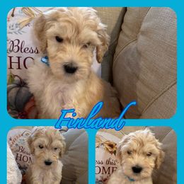 Finland - Goldendoodle puppy from Zona’s Teddybear GoldenDoodles