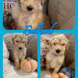 Finland - Goldendoodle puppy from Zona’s Teddybear GoldenDoodles