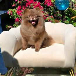 L’Oréal - Pomeranian