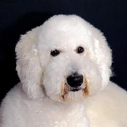 Han - Goldendoodle