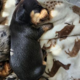 Tanner - Black and tan male Dachshund puppy in Coweta, Oklahoma from Adney Acres Dauchshunds