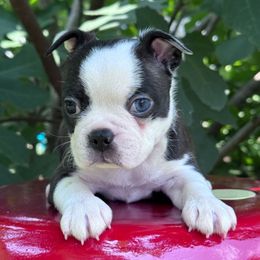 Rogue - Seal brindle and white female Boston Terrier puppy in Lexington, South Carolina from Velveteen Bostons