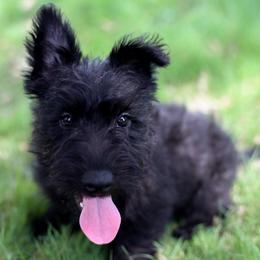 Ford - Black male Scottish Terrier puppy in Mount Joy, Pennsylvania from K&M Kennel