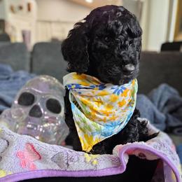 Oynx - Black male Goldendoodle puppy in Meridian, Idaho from Lucy's Golden Doodles