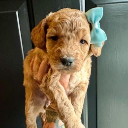 Dawn - Apricot female Goldendoodle puppy in Adolphus, Kentucky from Deerly Poodles