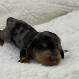 Dapple female - Dapple female Dachshund puppy in Maurice, Louisiana from Hart Dachshunds