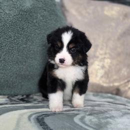 Smoke - Black tri male Miniature Australian Shepherd puppy in Killen, Alabama from Wilkers Wholehearted Mini Aussies