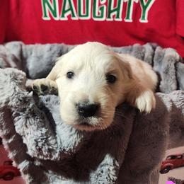 Rumi - Golden female Golden Retriever puppy in Lucasville, Ohio from Halo Kennels