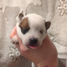 Girl 3 - Red speckled female Australian Cattle Dog puppy in Mena, Arkansas from Red Desert Australian Cattle Dogs