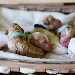 Aussiedoodle, Double Doodle, Goldendoodle, and Poodle Puppies from Hope’s Doodles