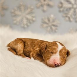 Anna - Red female Bernedoodle puppy in Russell Springs, Kentucky from 270 Doodles