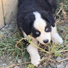 Thor - Black tri male Miniature American Shepherd puppy in Prunedale, California from 4MLA STABLES
