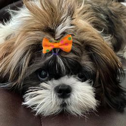 Rhylee - Shih Tzu