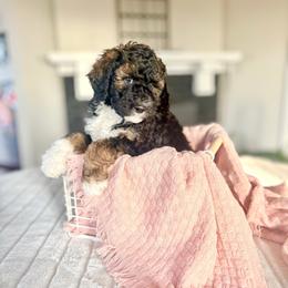 Summit - Sable male Bernedoodle puppy in Buda, Illinois from Hamilton Farm Doodles
