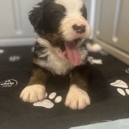 Bernedoodle Puppies from Russell Ranch Bernedoodles