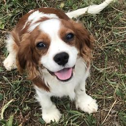 Clarence - Cavalier King Charles Spaniel
