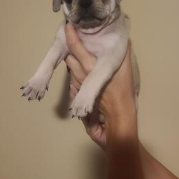 Snowball - Fawn male Pug puppy in Carbon Hill, Alabama from Gleaton's Pugs