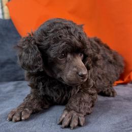 Orange Collar Girl - Brown female Poodle puppy in Kingston, Oklahoma from Tribal Poodles