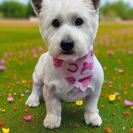 Marlee - West Highland White Terrier