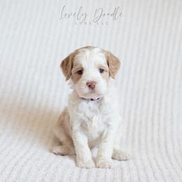 Pink Collar Girl - Caramel ice female Australian Labradoodle puppy in Thousand Oaks, California from Lovely Doodle Lane