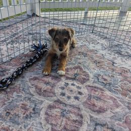 Star - female Australian Mountain Doodle puppy in Winchester, Virginia from Morningstar Goldendoodles