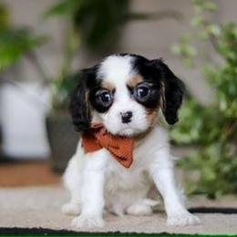 Cade - Tri-color male Cavalier King Charles Spaniel puppy in West Sacramento, California from Autumn Nightz Cavaliers