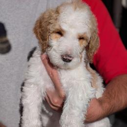 Grey Collar - Parti female Goldendoodle puppy in Olympia, Washington from Sinclairdoodles