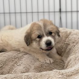 Princess - White Great Pyrenees puppy in Cedar City, Utah from Forestwood Farms Great Pyrenees