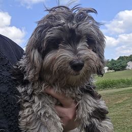 Brewen - Merle male Maltipoo puppy in Lebanon, Kentucky from Mosaic Merle Doodles