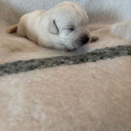 Girl 1 - Yellow female Labrador Retriever puppy in Isanti, Minnesota from Four Corners Family Labs