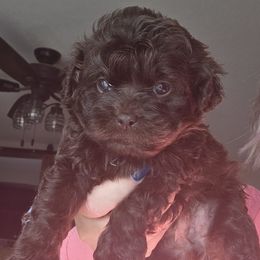 Earl (Deep Brown,most chubby) - Brown male Shihpoo puppy in Delphos, Ohio from Route 66 Poodles & Doodles, Sapphire Shih-tzu's of Ohio