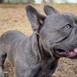 French Bulldogs from Bones Yard Kennel