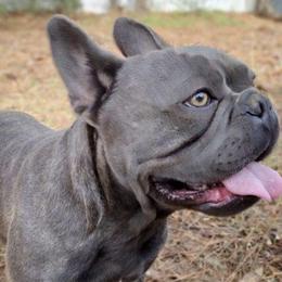 French Bulldogs from Bones Yard Kennel