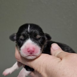 Female 2 - Black and tan female Pembroke Welsh Corgi puppy in Washington from Castle View Royal Rumps