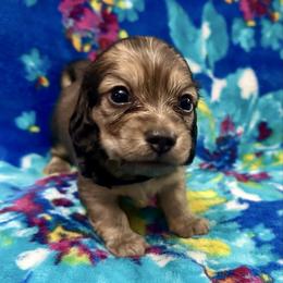 Snowden- Shaded Cream- will fade to cream- Price Listed - Cream male Dachshund puppy in Biloxi, Mississippi from Southern Doxies Ms