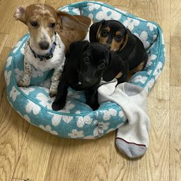 Dachshund Puppies from Yellowstone Dachshunds