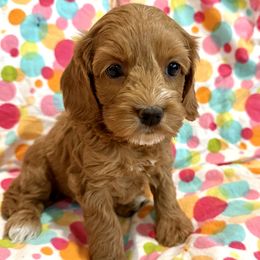Girl 3 - female Cockapoo puppy in Roseville, California from Darby Park Doodles