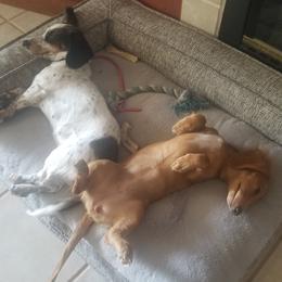 Dachshund Puppies from Long Dog Ranch