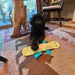 Onyx - Black male Poodle puppy in Severance, Colorado from Cox's Poodle Pups