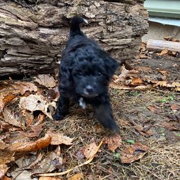 Hazel - Black female Goldendoodle puppy in Eaton, Ohio from Dezi’s Sonshine Doodles